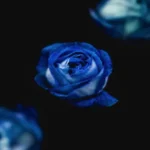 دانلود رمان درد و لذت ( جلد 1 و 2) اثر هلن هارت pdf دانلود رمان درد و لذت ( جلد 1 و 2) اثر هلن هارت pdf