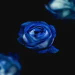 دانلود رمان کتی اثر سوزان ام کولیج به صورت رایگان دانلود رمان کتی اثر سوزان ام کولیج به صورت رایگان